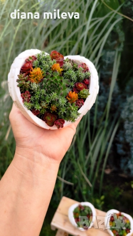 Гипсокерамични крила с формата на сърце и с живи студоустойчиви сукуленти!, снимка 15 - Декорация за дома - 52435989