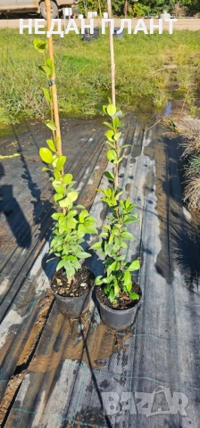 Звездовиден жасмин, снимка 2 - Градински цветя и растения - 51984965