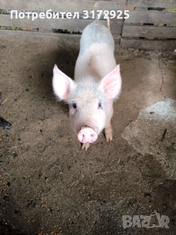 Малки прасенца , снимка 4 - Прасета - 52325916