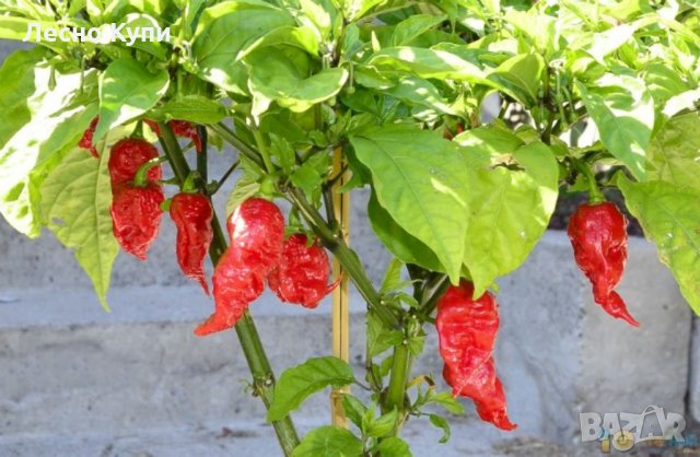 Семена от шестте най-лютите чушки на планетата : 1. Каролина Рийпър (Carolina Reaper) Средна лютивин, снимка 9 - Оранжерии - 31175677