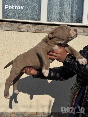 Американски булета , снимка 3 - Питбул - 52912672