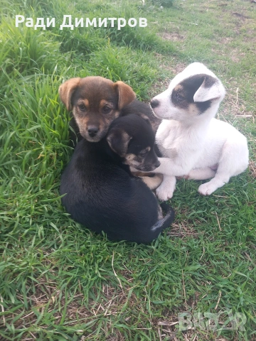 ПОДАРЯВАМ КУЧЕНЦА, снимка 11 - Други - 54158083