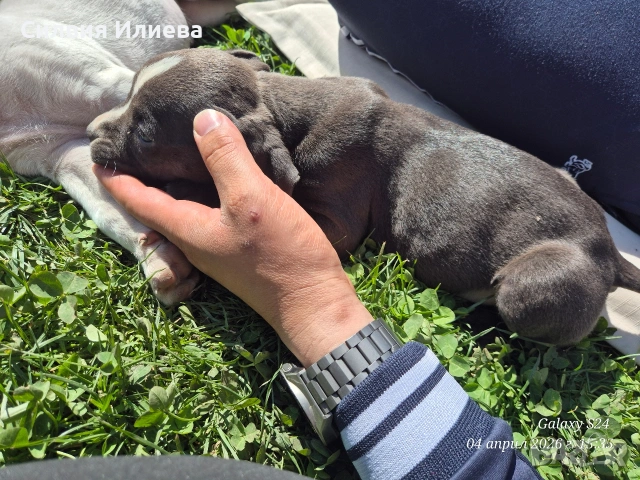 Малки бебета питбули , снимка 9 - Питбул - 54090036