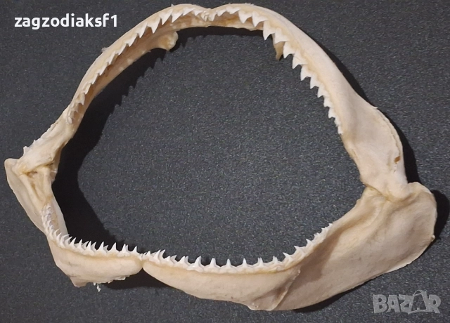 Челюст от "БИЧА АКУЛА" 100% Истинска Челюст 2, снимка 9 - Колекции - 52800215