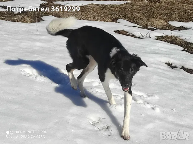 🐾 НАЙДЕН ТЪРСИ СВОЯ ЧОВЕК! 