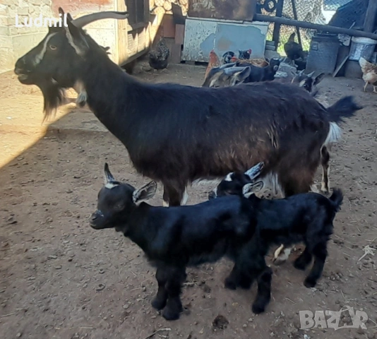 Продавам Камерунски яренца и козички, снимка 2 - Други животни - 54317447