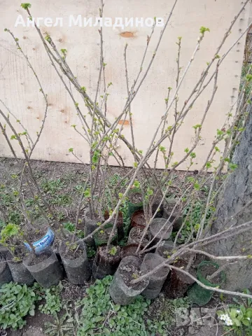 Черен касис, снимка 6 - Градински цветя и растения - 30777061