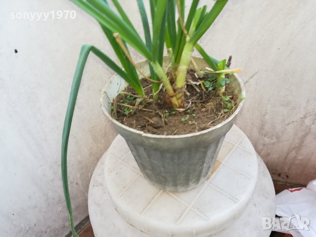 ЛУК ЗАСАДЕН В САКСИЯ 1602241334, снимка 7 - Градински цветя и растения - 44322662