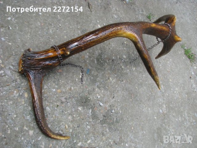 Голям еленов рог, снимка 2 - Антикварни и старинни предмети - 28573554