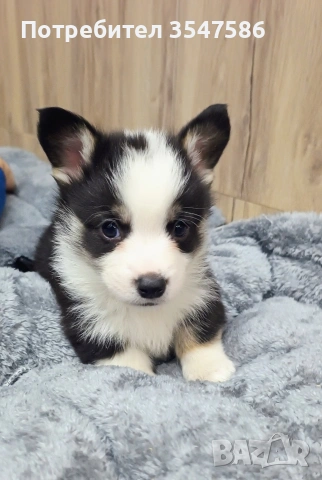 Трицветни кученца Уелско корги пембрук – приемат се резервации, снимка 13 - Други - 53220591