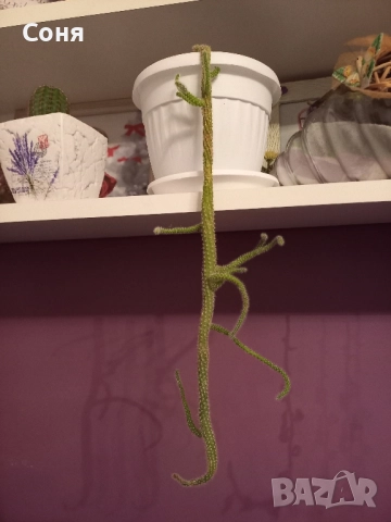 Различни кактуси,каучуково цвете, копривки и др.цветя, снимка 12 - Стайни растения - 50757911