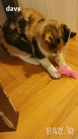 Приемен / постоянен Дом за трицветна принцеса, снимка 7 - Други - 53331402