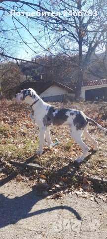 Немски дог, снимка 5 - Немски дог - 52495661