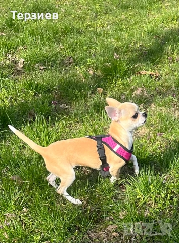 Продавам Чихуахуа - момиченце- РУСЕ -0882022192, снимка 4 - Чихуахуа - 54066908