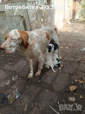 Английски сетер 