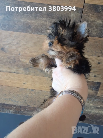 Чистокръвно Мини момиченце, снимка 12 - Йоркширски териер - 54243156