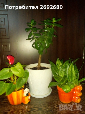 Красула-дървото на живота 60см.+голяма бяла керамична саксия с подложка,сенсевиера,антуриум, снимка 10 - Стайни растения - 45435563