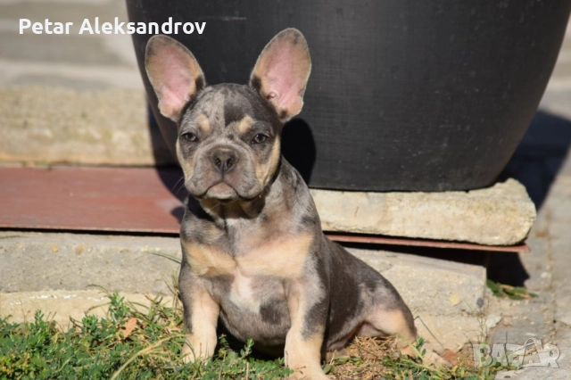 Продавам мъжки френски булдог, снимка 1