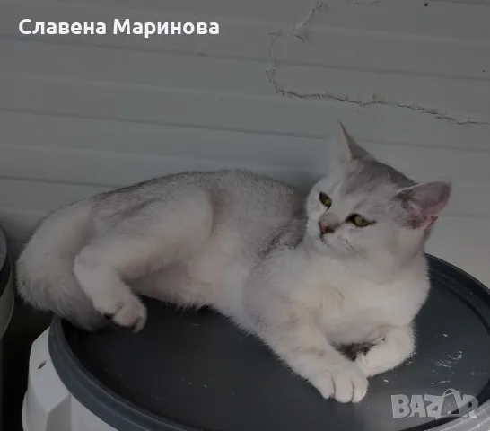 Шотландска сребърна чинчила, снимка 3 - Чинчили - 55784658