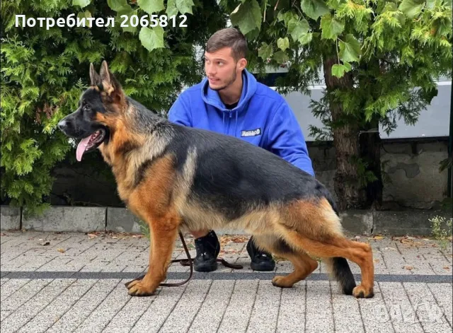 Немски Овчарки , снимка 7 - Немска овчарка - 48991224