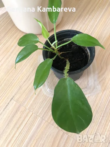 Philodendron Squamiferum , снимка 2 - Стайни растения - 48280104