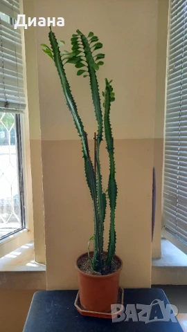 Еуфорбия Тригона , снимка 2 - Стайни растения - 50942393