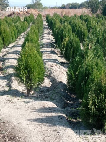 Източна туя , вечнозелена, снимка 3 - Градински цветя и растения - 39556021