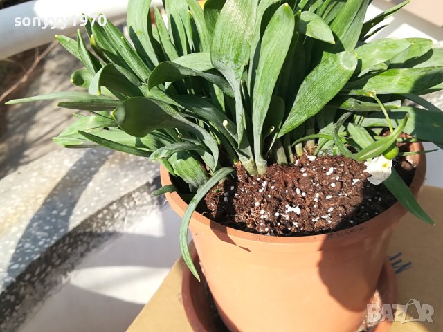 ГРЪМ ОТ КОКИЧЕТА В САКСИЯ С ЗЕМЯ И ЛУКОВИЦИ 1802241221, снимка 10 - Градински цветя и растения - 44350741