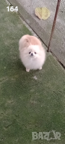 Женски миниатюрен мини Померан на 6 месеца 1 кг. 