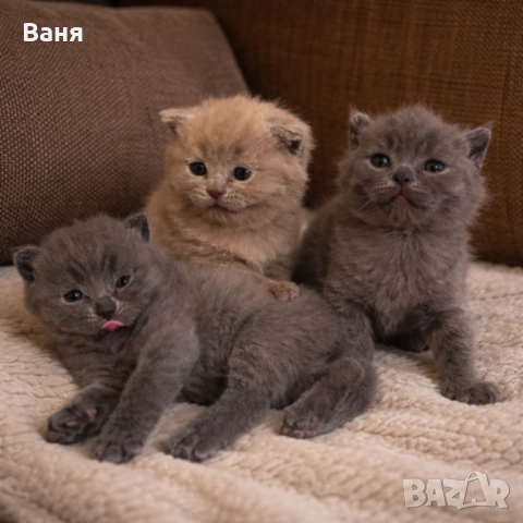 Британски късокосмести, снимка 4 - Британска късокосместа - 53935500