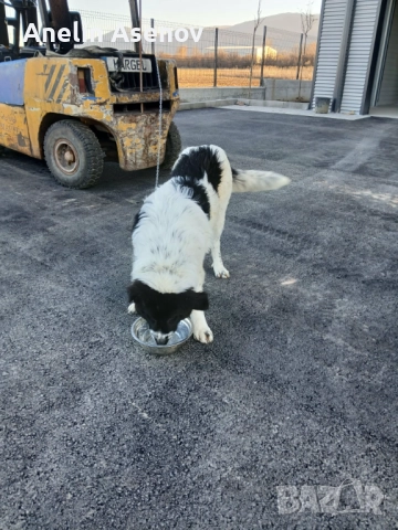 Каракачанка , снимка 8 - Каракачанска овчарка - 52791594