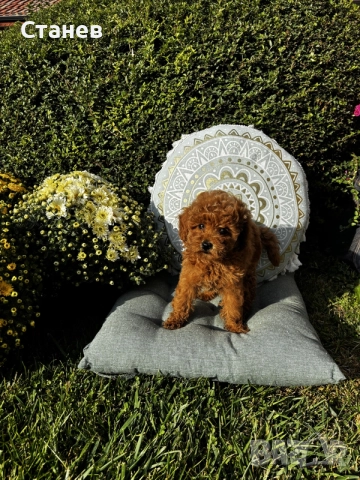 Мини пудели / Mini Poodles