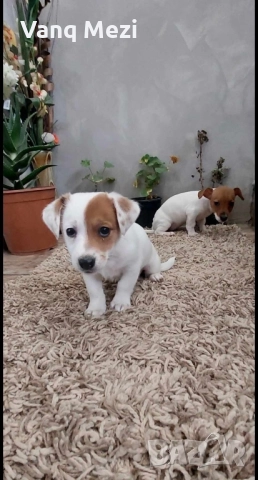 мини Джак Ръсели