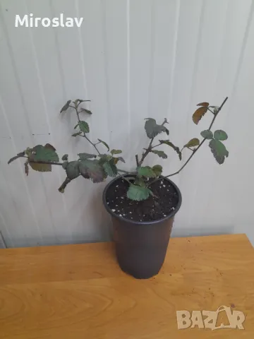 Къпина Черен сатен-(без бодли), снимка 8 - Градински цветя и растения - 49506499