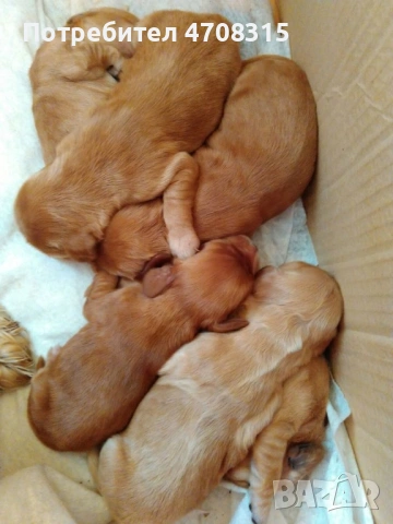 Кокер шпаньол чистокръвни ваксина, снимка 7 - Кокер шпаньол - 53943064