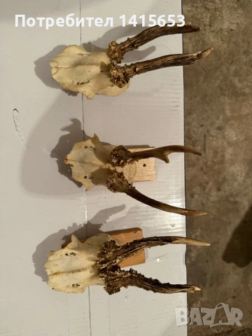 Продавам трофей от сръндак, снимка 2 - Антикварни и старинни предмети - 54246219