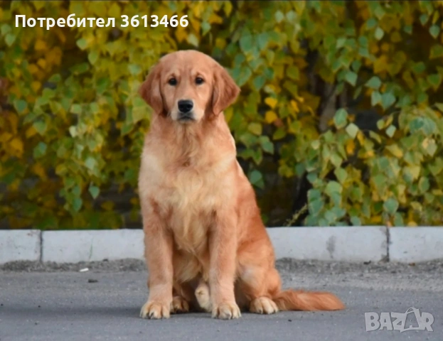 Чистокръвни Голдън ретривър мъжки и женски мъжки и женски, снимка 7 - Голдън ретривър - 53374947