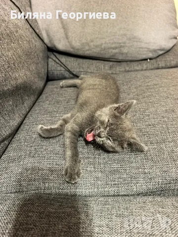 Коте търси дом - София - спешно , снимка 4 - Други - 56156199