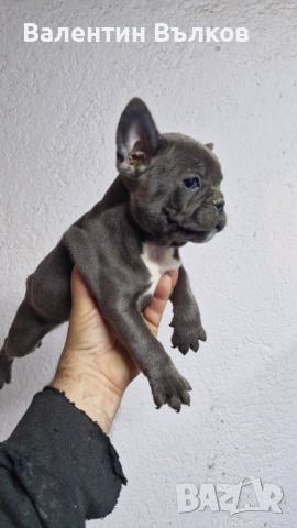 Френски булдочета , снимка 6 - Френски булдог - 53241257