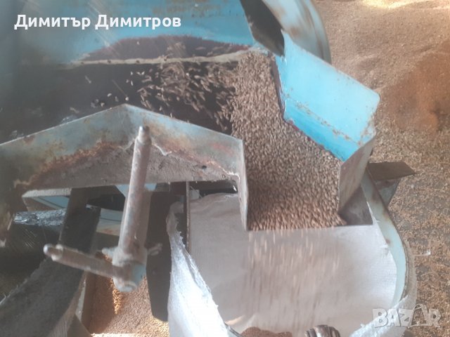 Пшеница  изчистена и обезпрашена-жито, снимка 3 - За селскостопански - 37686291