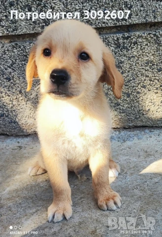 Лабрадори мъжки и женски, снимка 1