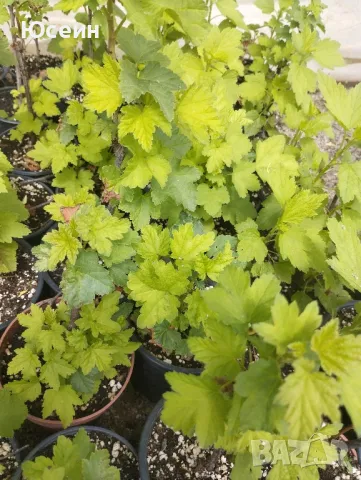 Касис в саксия, снимка 6 - Разсади - 50230570