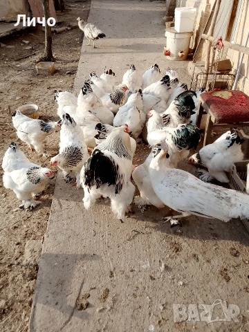 продавам яйца, снимка 5 - Кокошки и пуйки - 53885300