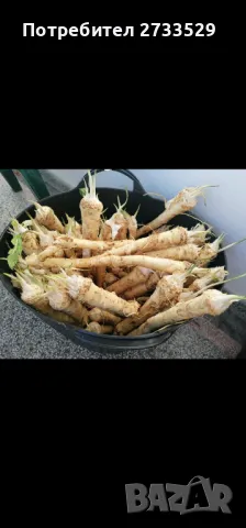 Хрян, снимка 2 - Домашни продукти - 29980513