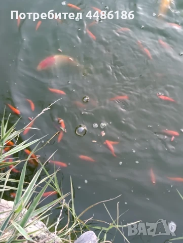 Продавам езерни декоративни рибки около 6-7см., снимка 1
