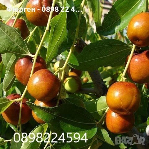 Хинап - Финап