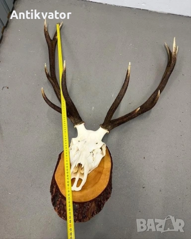 Трофей от елен, лов и риболов, снимка 2 - Екипировка - 54239389