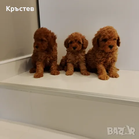 Мини Пуделчета*, снимка 5 - Пудели - 56359568