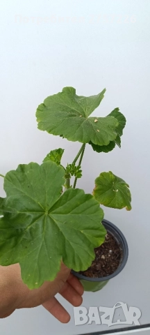 Сортови мушката, снимка 6 - Стайни растения - 52062315