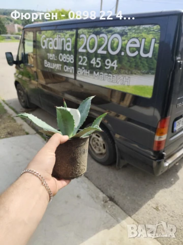 Агаве Американа Блу, снимка 4 - Разсади - 51161293